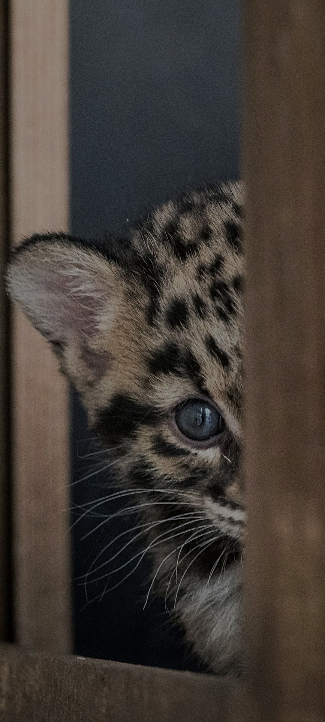 Profil de Alassan, 39 ans, Pute à Helmdange